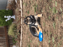 a dog laying on the ground with a frisbee in its paws