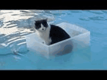 Tgp Cat In Water Meme