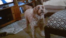 a small brown dog standing in front of a couch