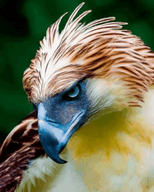 a close up of an eagle 's face with a blue beak