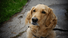 a cocker spaniel looking at the camera with a leash around its neck