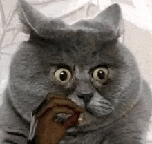 a close up of a gray cat with a surprised look on its face .