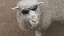 a close up of a sheep wearing sunglasses looking at the camera