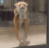 a dog is standing in front of a glass door and looking out the window .