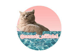 a picture of a cat in a pool with the words @nanok_official summer edition below it