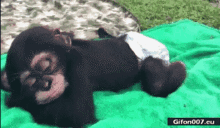 a baby gorilla wearing a diaper is laying on a green blanket ..