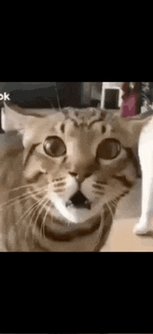 a close up of a cat 's face with big eyes .