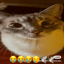 a close up of a cat 's face with tears coming out of it 's eyes