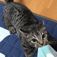 a cat laying on a blue blanket with its mouth on a towel