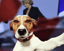 a brown and white dog wearing a red collar with a cross on it looks at the camera