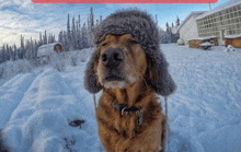 a brown dog wearing a furry hat is sitting in the snow