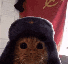 a close up of a cat wearing a russian hat