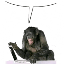 a chimpanzee is sitting in front of a laptop and sticking out its tongue