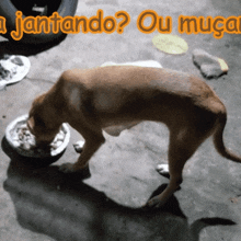 a dog is eating from a bowl with the words " jantando ou muca " written above it