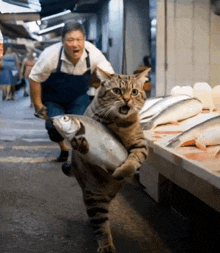 a cat is carrying a fish on its back while a man looks on