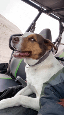 a brown and white dog is sitting in a vehicle with a person