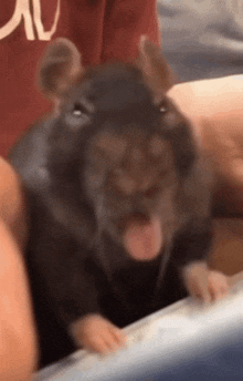 a rat is sticking its tongue out while being held