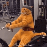 a cat wearing a hat and a belt is riding a machine in a gym