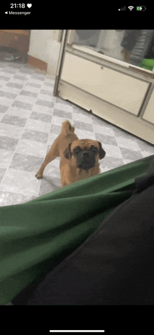 a pug dog is standing on a checkered floor next to a green curtain