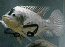 a large fish is swimming in a tank with a hose attached to its tail .