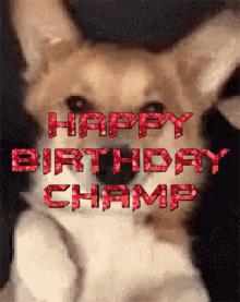 a picture of a dog with the words happy birthday champ