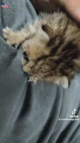 a cat is laying on a person 's lap .
