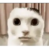 a close up of a cat 's face with big eyes and a mustache .