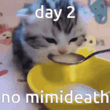 a kitten is eating from a yellow bowl with the words day 2 no mimideath