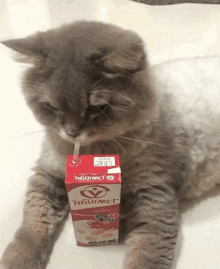 a cat is drinking from a box of abumac