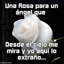 a white rose with the words `` una rosa para un angel que desde el cielo me mira y yo aqui lo extrano ''