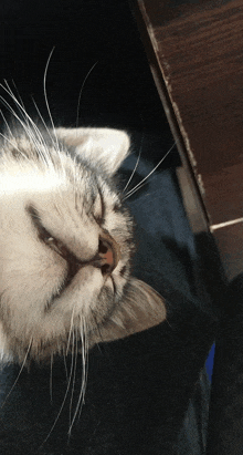 a close up of a cat 's face looking up