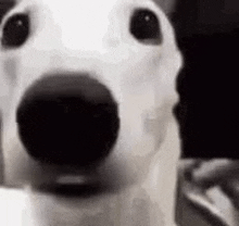 a close up of a dog 's face with a black nose .