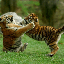 two tiger cubs are playing in the grass and one is standing on its hind legs