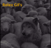 a wolf is surrounded by a herd of sheep with the words rolex gifs on the bottom