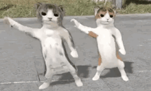 two cats are standing next to each other on the side of a road .