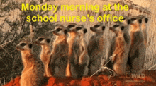 a group of meerkats standing next to each other with the caption monday morning at the school nurses office