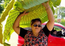 a woman wearing sunglasses is carrying a large green leaf on her head .