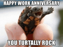 a person is holding a small turtle in their hands and says `` happy work anniversary you turtally rock '' .