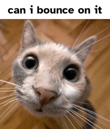 a close up of a cat with the words can i bounce on it