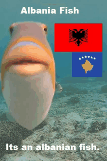 a picture of a fish with the words albania fish on the bottom