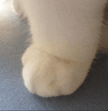 a close up of a white cat 's paw on a blue cloth