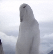 a white bird is standing in front of a cloudy sky with mountains in the background