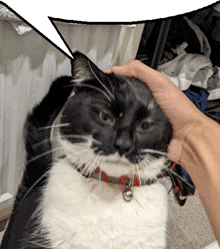 a person petting a black and white cat with a red collar