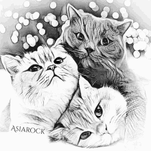 a black and white drawing of three cats with asiarock written below them