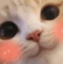 a close up of a cat 's face with a red cheek .