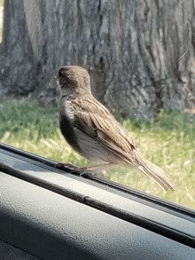 a small bird perched on a window sill