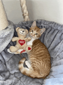 a kitten is holding a teddy bear that says " love stitches forever together " on it