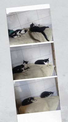 a black and white cat laying on a bed