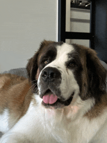 a brown and white dog laying down with its tongue hanging out