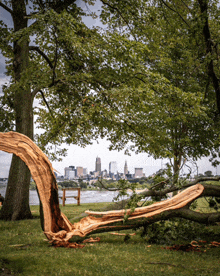 a fallen tree in a park with the city in the background